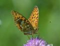 Argynnis adippe